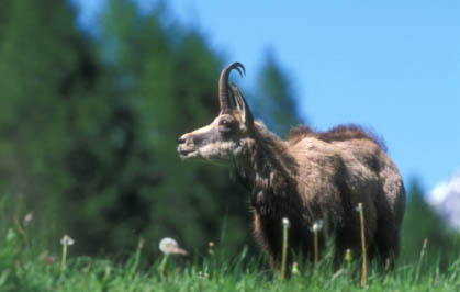 Chamois mâle <br>(Valnontey)